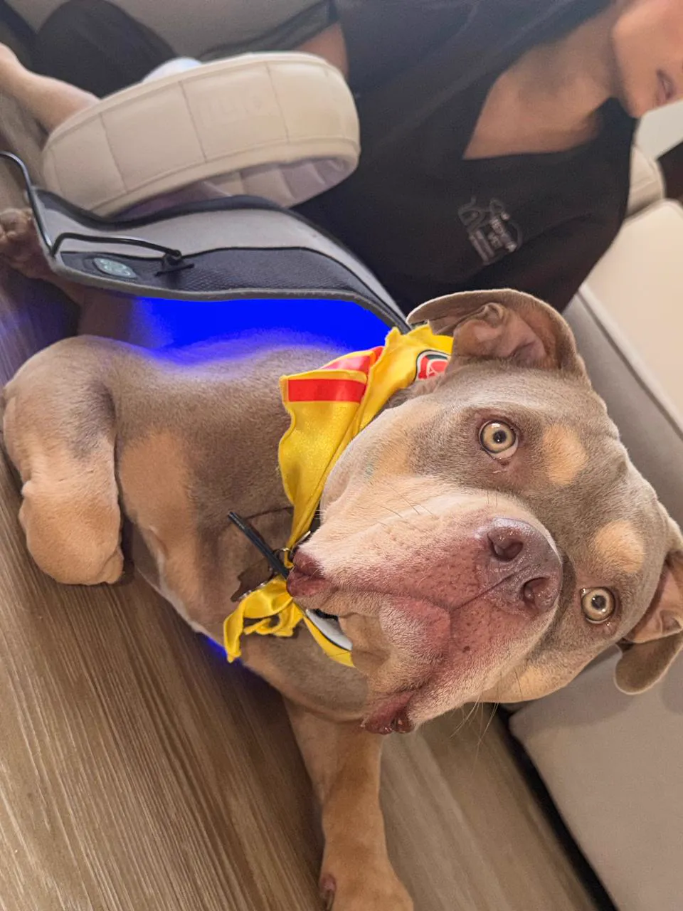 Fototerapia azul para cicatrización en mascotas