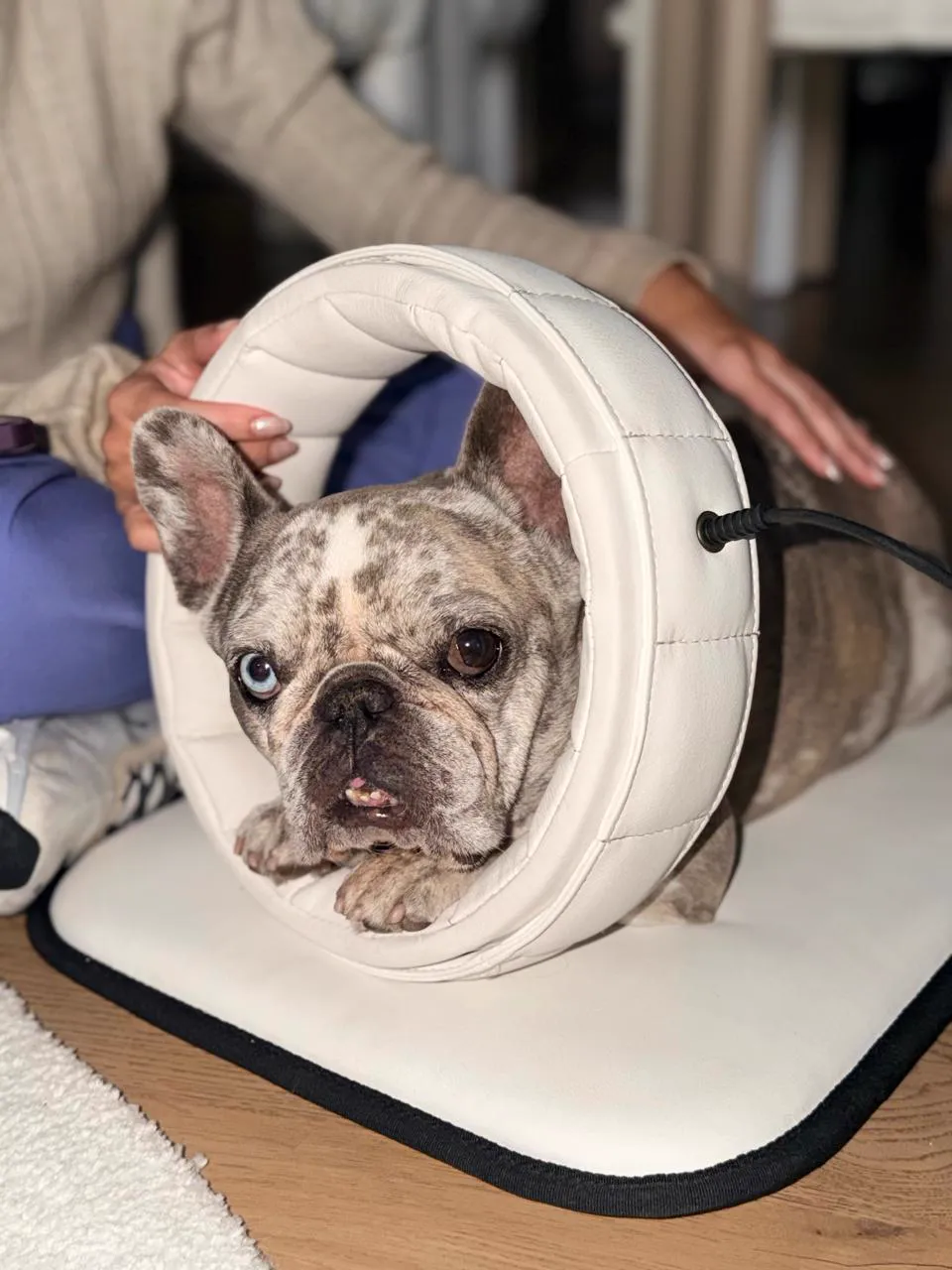 Equipo de magnetoterapia para mascotas