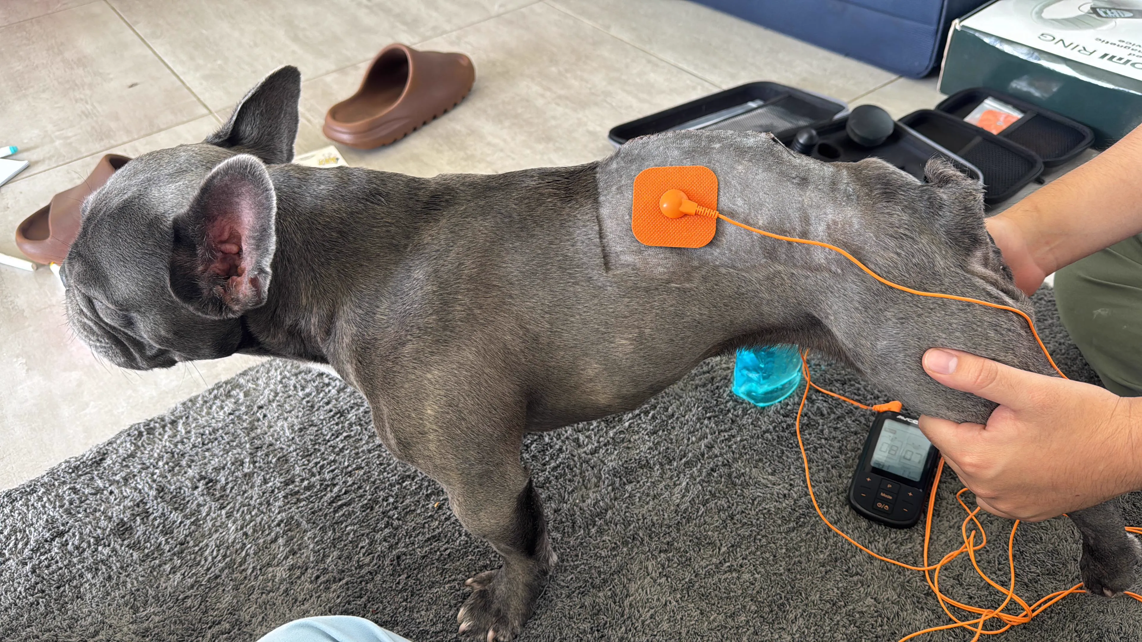 Electroestimulación TENS para perros y gatos