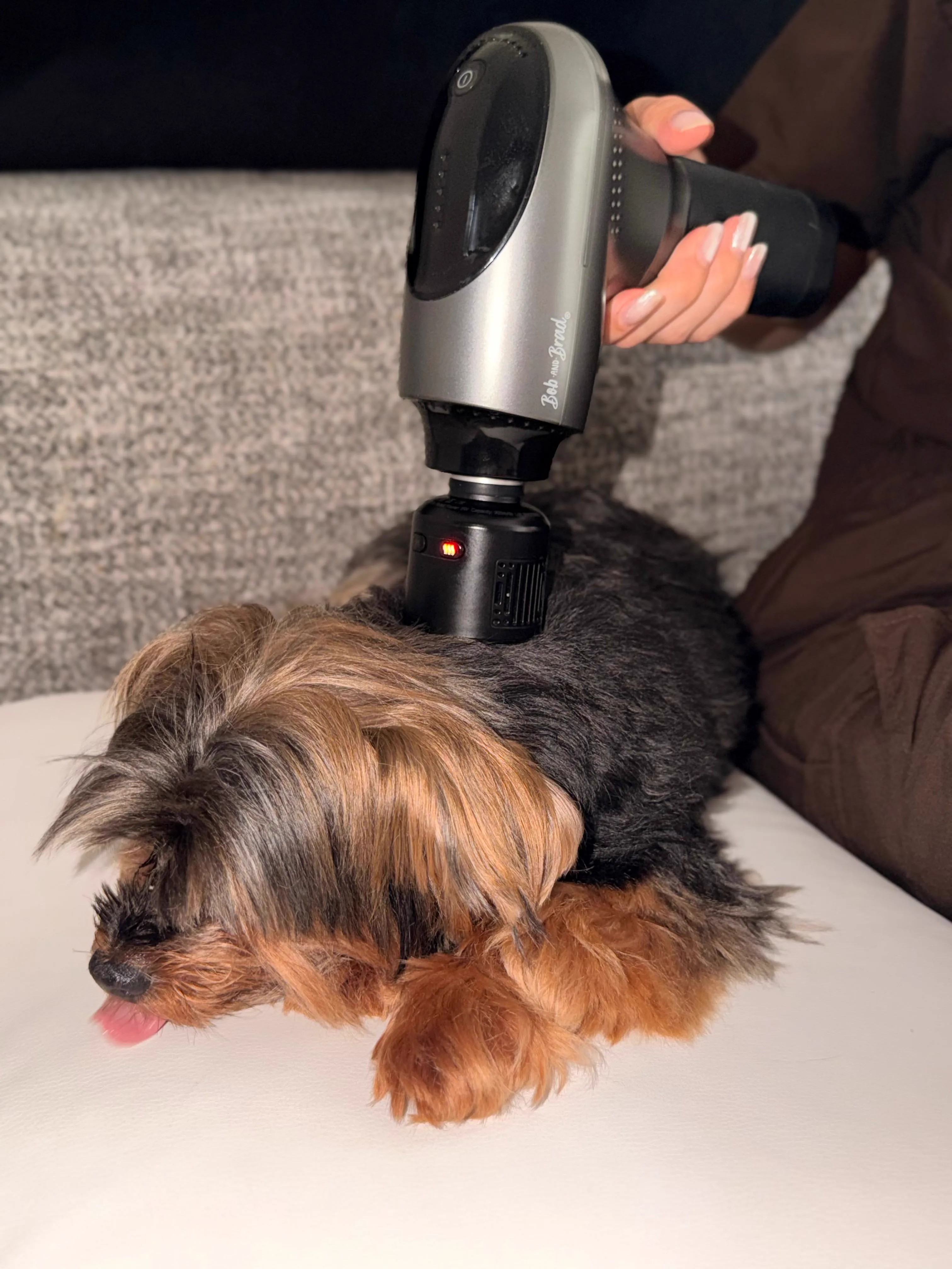 Termoterapia veterinaria para mejorar circulación